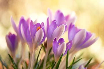 Foto auf Acrylglas Krokusblüten © Yvonne Weis