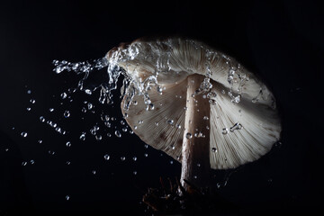 mushroom showered in clear water 