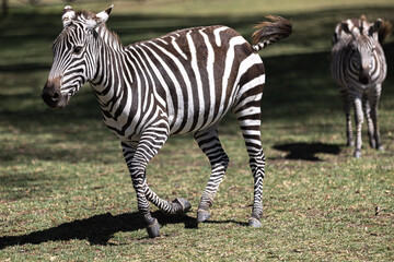 Fototapeta na wymiar A young zebra runs