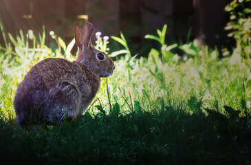rabbit in the grass