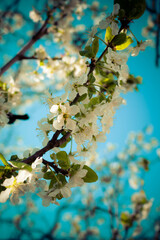 beautiful white apple blossom in spring