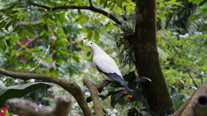 Pied imperial-pigeon|Ducula bicolor|斑皇鸠 「Pied imperial-pigeon」または学名「Ducula bicolor」は、「斑皇鸠（バイカハシバト）」としても知られる美しい鳥の一種です。
