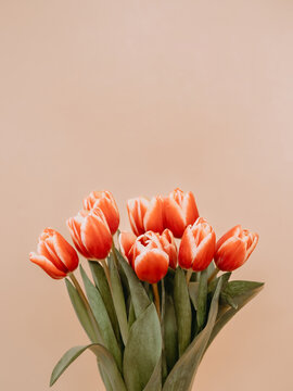 Aesthetic background with bunch of red tulips on beige champagne background. Vertical image of perfect tulips with copy space for text. Spring flowers. Sell tulips. Spring mood. Top view or flat lay