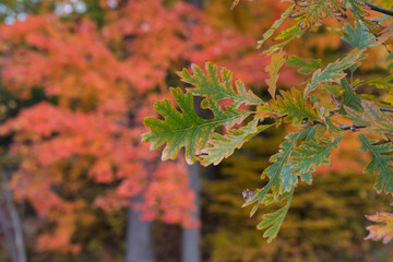 Changing Oak Leaves