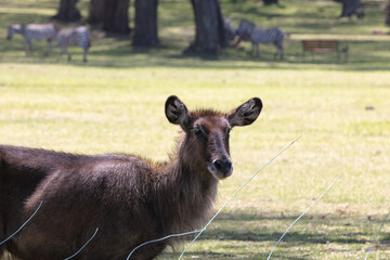 Impalas rest