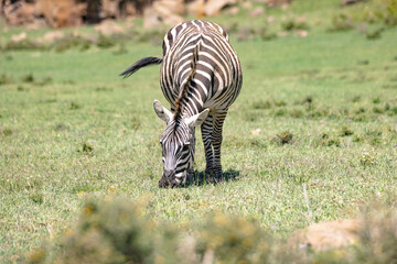 Fototapeta na wymiar Zebras graze at Hell's Gate