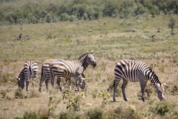 Zebras graze at Hell's Gate