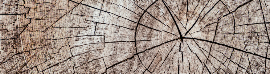 Horizontal image Heartwood cut Background