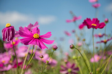 Obraz na płótnie Canvas Beautiful pink cosmos flowers in spring field against blue sky