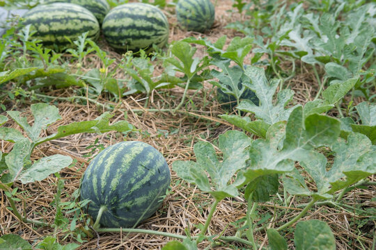 Organic watermelons growigng on farm at harvest