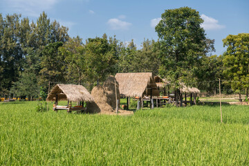 Fototapeta na wymiar Thai farmer house on green rice field