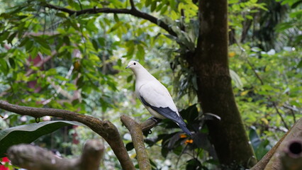 Pied imperial-pigeon|Ducula bicolor|斑皇鸠
