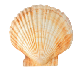 Pecten sea shell cut out