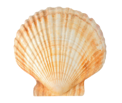Pecten sea shell cut out