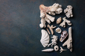 Composizione realizzata con rametti di corallo e conchiglie, vista dall’alto su fondo scuro © Enzo Pancaldi