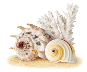 White sea shells and coral over sand cut out