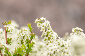 春に咲く白くてかわいいユキヤナギ