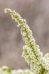 春に咲く白くてかわいいユキヤナギ