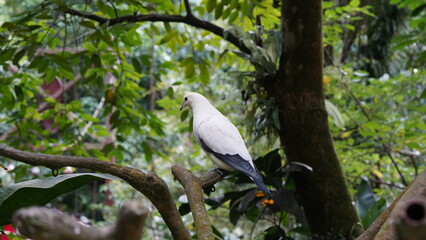 Pied imperial-pigeon|Ducula bicolor|斑皇鸠