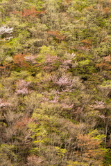 丹波山村の山の新緑と山桜
