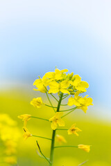 春の河川敷に群生する菜の花