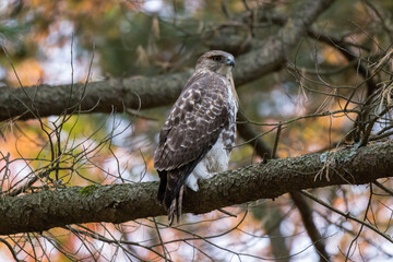 Proud Hawk