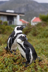 Fototapeta premium African Penguins amass at a beach
