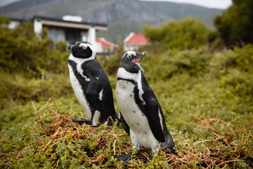 Obraz premium African Penguins amass at a beach