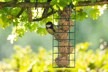 bird on a branch eating, garden bird eating