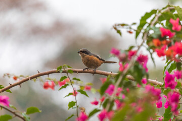 Grey-backed shrike (Lanius tephronotus) at Kaziranga NP, Assam, India