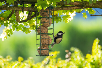 bird on a branch eating, garden bird eating