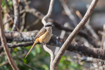 Grey-backed shrike (Lanius tephronotus) at Kaziranga NP, Assam, India