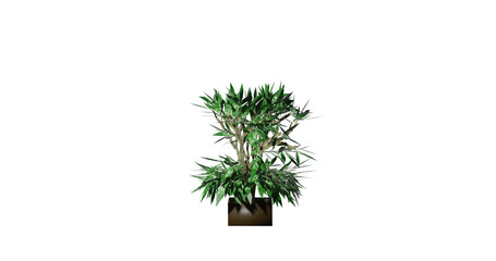 Traditional Asian Trees. 3D Render Image Illustration with Transparent Background