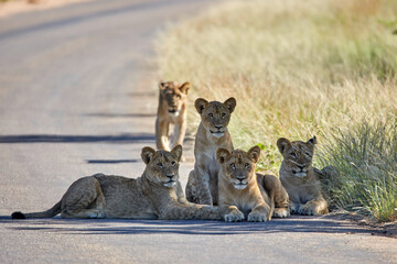 lion cubs on the road