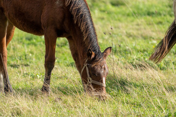 horse grazing in the field