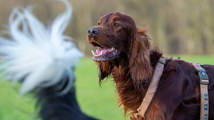 english cocker spaniel
