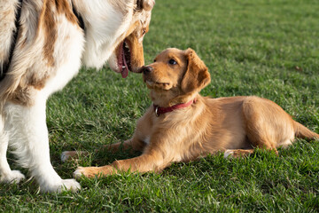 golden retriever puppy with another dog