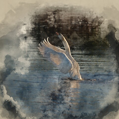 Digitally created watercolour painting of Graceful Mute Swan Cygnus Olor on lake with wings spread open showing full detail and beauty of wings