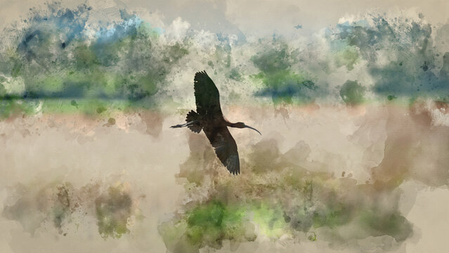 Digitally created watercolour painting of Beautifully detailed image of Glossy Ibis Plegadis Falcinellus in flight over wetlands landscape in Spring