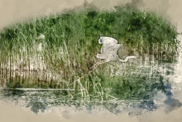 Foto op Plexiglas Digitally created watercolour painting of Lovely image of beautiful graceful Great White Egret Ardea Alba in flight over Somerset Levels wetlands during Spring sunshine © veneratio