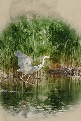 Digitally created watercolour painting of Lovely image of beautiful graceful Great White Egret Ardea Alba in flight over Somerset Levels wetlands during Spring sunshine