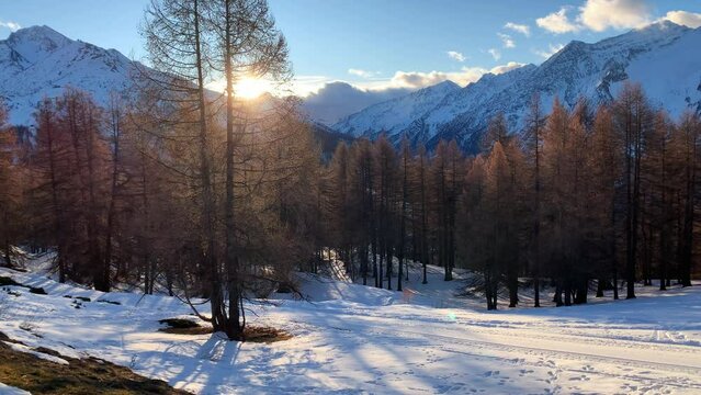 Pine forest in a valley covered bay snow. in the background snow caped mountain in a winter dawn with a cleary sky. pan camera movement