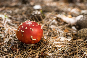 Amanita muscaria. Fly agaric or fly amanita toxic fungus. Poisonous mushroom, natural environment...