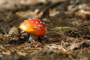 Amanita muscaria. Fly agaric or fly amanita toxic fungus. Poisonous mushroom, natural environment background