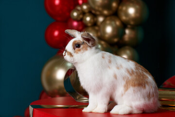 Fototapeta na wymiar A white-brown rabbit sits on a huge red gift box with a golden bow against the background of red-gold inflatable balloons