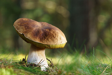 Boletus edulis. Penny bun, cep, porcino or porcini is a basidiomycete wild fungus. Brown mushroom, natural environment background