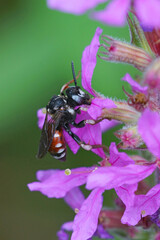 Closeup of the gorgeous, colorful cleptoparasite solitary bee, Epeoloides coecutiens drinking nectar from a purple loosestrife flower