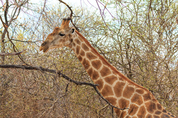 Giraffe in th Etosha National Park in Namibia.