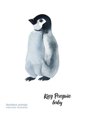 King Penguin baby.  Watercolor King Penguin baby. Watercolor cute penguin. Watercolor cute animal. Watercolor cute bird. Hand painting postcard isolated white background. birds