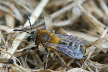 Soft and colorful closup on a furry female of the oligolectic Heather mining bee, Andrena fuscipes sitting on the ground